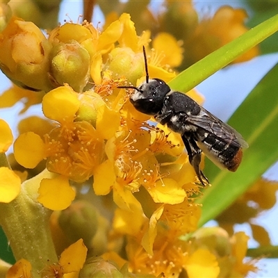 Megachile ferox at Wodonga, VIC - 22 Dec 2024 by KylieWaldon