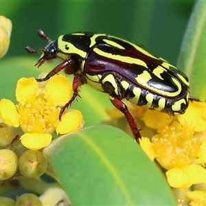 Eupoecila australasiae at Wodonga, VIC - 22 Dec 2024