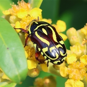 Eupoecila australasiae at Wodonga, VIC - 22 Dec 2024