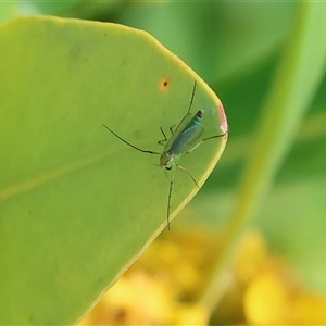 Axarus sp. (genus) (A non-biting midge) at Wodonga, VIC by KylieWaldon