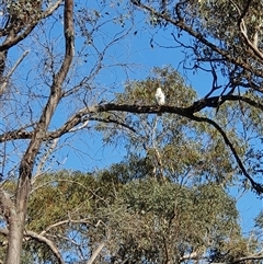 Cacatua galerita (Sulphur-crested Cockatoo) at Bowning, NSW - 26 Dec 2024 by Maren