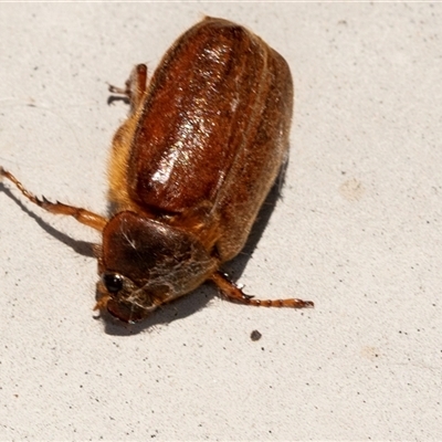 Melolonthini (tribe) (Cockchafer) at Bungonia, NSW - 20 Dec 2024 by AlisonMilton