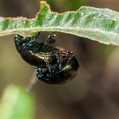 Callidemum hypochalceum (Hop-bush leaf beetle) at Bungonia, NSW - 20 Dec 2024 by AlisonMilton