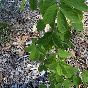 Acer negundo at Hughes, ACT - 26 Dec 2024 09:28 AM