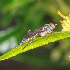 Taenogerella elizabethae at Bungonia, NSW by AlisonMilton