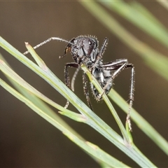 Camponotus aeneopilosus (A Golden-tailed sugar ant) at Bungonia, NSW - 20 Dec 2024 by AlisonMilton