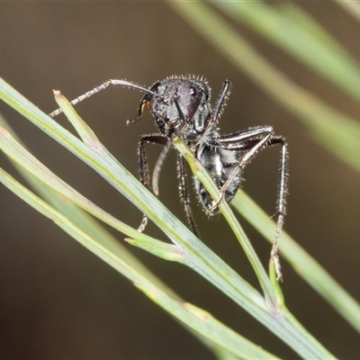 Camponotus aeneopilosus (A Golden-tailed sugar ant) at Bungonia, NSW - 20 Dec 2024 by AlisonMilton