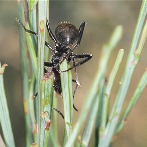 Camponotus suffusus at Bungonia, NSW - 20 Dec 2024