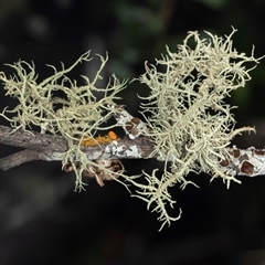 Usnea sp. (genus) (Bearded lichen) at Bungonia, NSW - 20 Dec 2024 by AlisonMilton