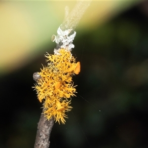 Teloschistes sp. (genus) (A lichen) at Bungonia, NSW by AlisonMilton