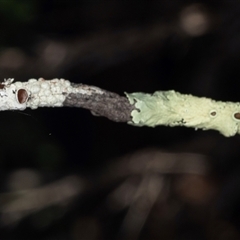 Flavoparmelia sp. at Bungonia, NSW - 20 Dec 2024 by AlisonMilton