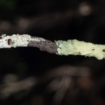 Flavoparmelia sp. at Bungonia, NSW - 20 Dec 2024 by AlisonMilton