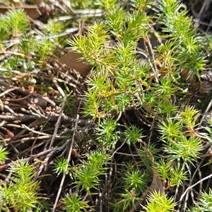 Acrotriche serrulata (Ground-berry) at Hawker, ACT by sangio7