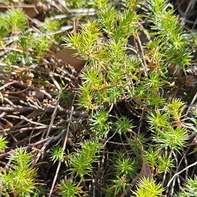 Acrotriche serrulata (Ground-berry) at Hawker, ACT - 24 Dec 2024 by sangio7