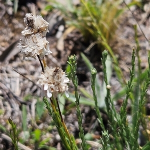 Rhodanthe anthemoides at Hawker, ACT - 24 Dec 2024 10:29 AM