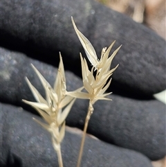 Rytidosperma sp. (Wallaby Grass) at Hawker, ACT - 23 Dec 2024 by sangio7