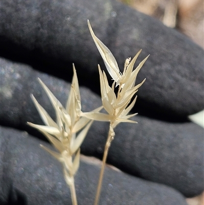 Rytidosperma sp. (Wallaby Grass) at Hawker, ACT - 24 Dec 2024 by sangio7