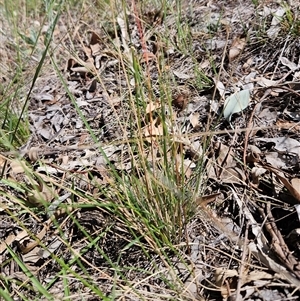 Rytidosperma sp. at Hawker, ACT - 24 Dec 2024