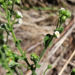 Hackelia suaveolens (Sweet Hounds Tongue) at Hawker, ACT - 23 Dec 2024 by sangio7