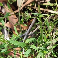 Einadia nutans subsp. nutans (Climbing Saltbush) at Hawker, ACT - 24 Dec 2024 by sangio7