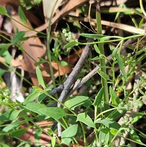 Einadia nutans subsp. nutans (Climbing Saltbush) at Hawker, ACT by sangio7