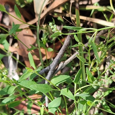 Einadia nutans subsp. nutans (Climbing Saltbush) at Hawker, ACT - 24 Dec 2024 by sangio7