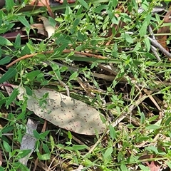 Einadia nutans subsp. nutans at Hawker, ACT - 24 Dec 2024