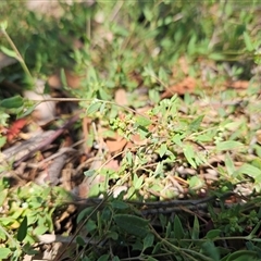 Einadia nutans subsp. nutans at Hawker, ACT - 24 Dec 2024