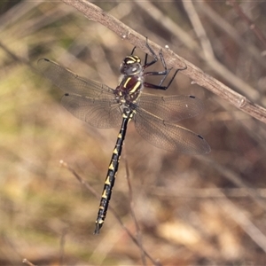 Notoaeschna sagittata (Southern Riffle Darner) at Bungonia, NSW by AlisonMilton