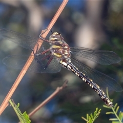 Notoaeschna sagittata at Bungonia, NSW - 20 Dec 2024