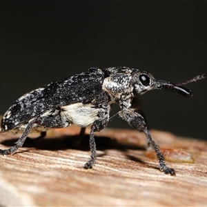 Isacantha dermestiventris (Belid weevil) at Parkes, ACT by TimL