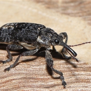 Isacantha dermestiventris at suppressed - 25 Dec 2024