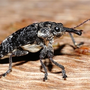 Isacantha dermestiventris at suppressed - 25 Dec 2024