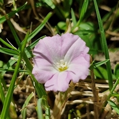 Unverified Other Wildflower or Herb at Narangba, QLD - 26 Dec 2024 by trevorpreston