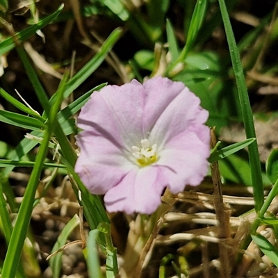 Unverified Other Wildflower or Herb at Narangba, QLD - 26 Dec 2024 by trevorpreston