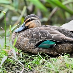 Anas superciliosa (Pacific Black Duck) at Picton, NSW - 21 Dec 2024 by Freebird