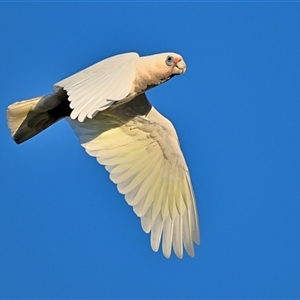 Cacatua sanguinea at Tahmoor, NSW - 20 Dec 2024