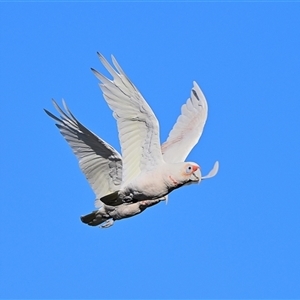 Cacatua tenuirostris at Tahmoor, NSW - 24 Dec 2024 06:41 PM