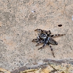 Maratus griseus (Jumping spider) at Narangba, QLD - 26 Dec 2024 by trevorpreston