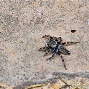 Maratus griseus at Narangba, QLD - 26 Dec 2024 09:16 AM