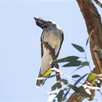 Coracina novaehollandiae (Black-faced Cuckooshrike) at Hawker, ACT - 24 Dec 2024 by AlisonMilton