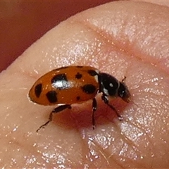 Hippodamia variegata (Spotted Amber Ladybird) at Queanbeyan, NSW - 25 Dec 2024 by Paul4K