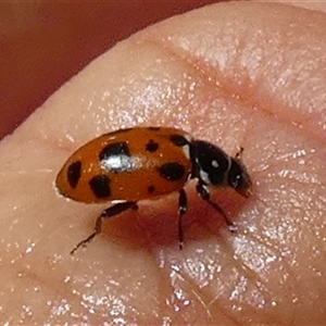 Hippodamia variegata (Spotted Amber Ladybird) at Queanbeyan, NSW by Paul4K