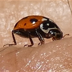 Hippodamia variegata at Queanbeyan, NSW - suppressed