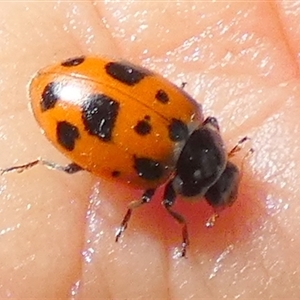 Hippodamia variegata at Queanbeyan, NSW - suppressed