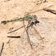 Orthetrum caledonicum (Blue Skimmer) at Hawker, ACT - 24 Dec 2024 by AlisonMilton