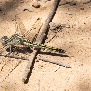 Orthetrum caledonicum at Hawker, ACT - 24 Dec 2024 11:24 AM