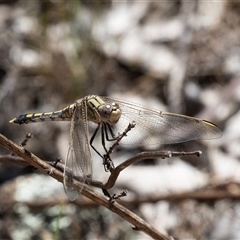 Orthetrum caledonicum at Hawker, ACT - 24 Dec 2024 11:24 AM