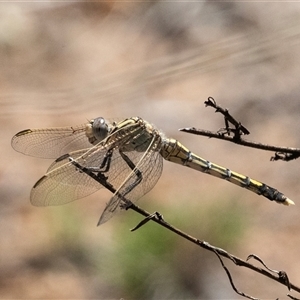 Orthetrum caledonicum at Hawker, ACT - 24 Dec 2024 11:24 AM