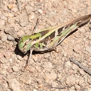 Oedaleus australis at Hawker, ACT - 24 Dec 2024